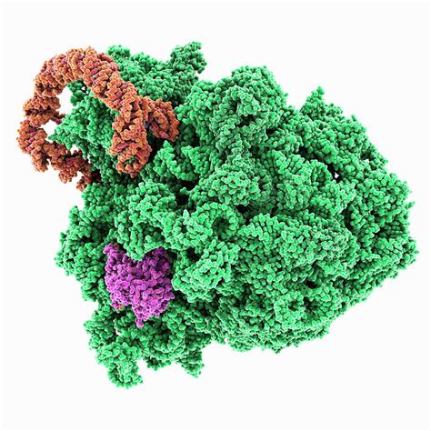 Ribosomal Rna Complex Photograph By Laguna Designscience Photo Library