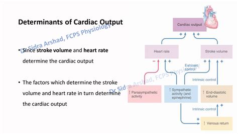 Cardiac Output Venous Return And Their Regulation Ppt