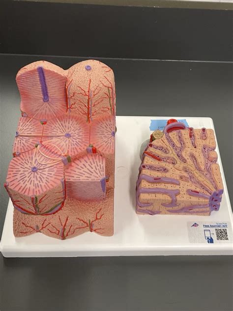 Liver Lobule Model Diagram Quizlet