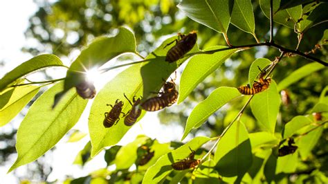 What Do Cicadas Sound Like Listen To The Loudest Singing Insects On