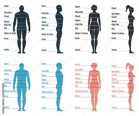 Male And Female Size Chart Anatomy Human Character People Dummy Front