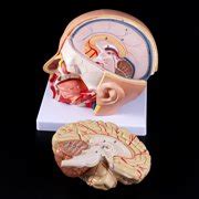 Buy Human Anatomy Head Skull Brain Cerebral Artery Anatomical Model For