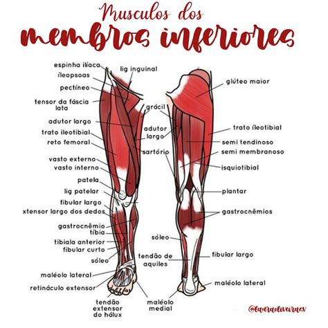 Membros Inferiores Anatomia I