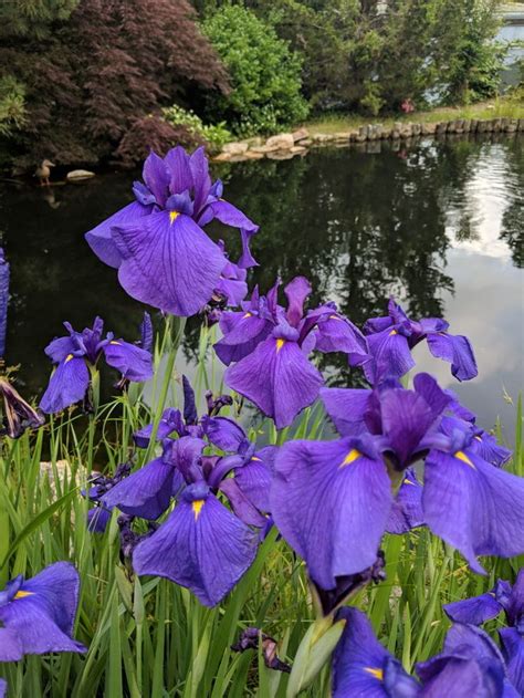 Japanese Irises Finegardening Japanese Iris Japanese Garden Flowers Photography