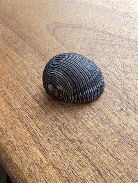 Lined Nerite From Dundowran Beach QLD 4655 Australia On August 25