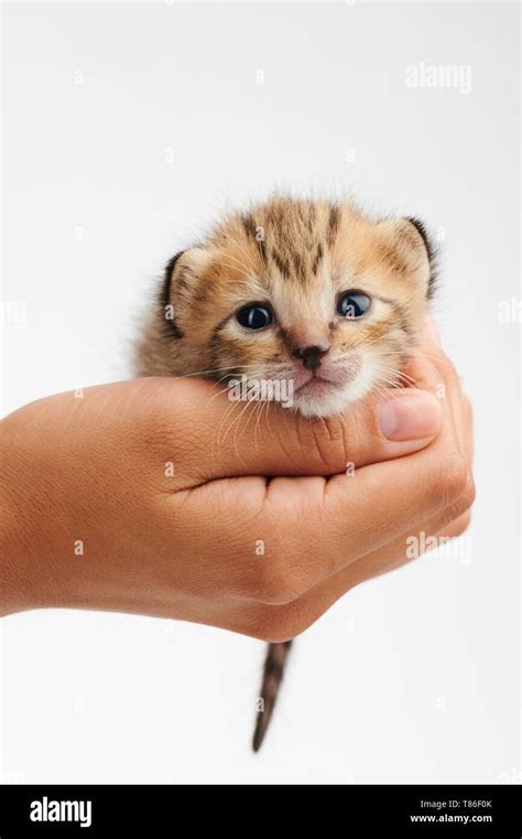 Kitten With Hand Hi Res Stock Photography And Images Alamy