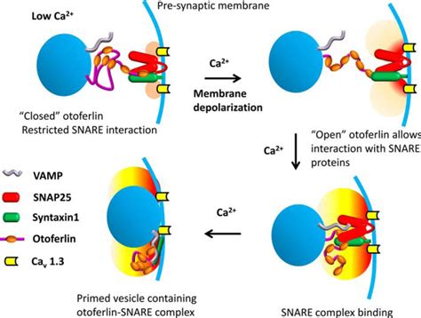 Calcium Regulates Molecular Interactions Of Otoferlin With Soluble Nsf