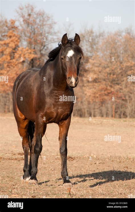 Horse Front View Hi Res Stock Photography And Images Alamy