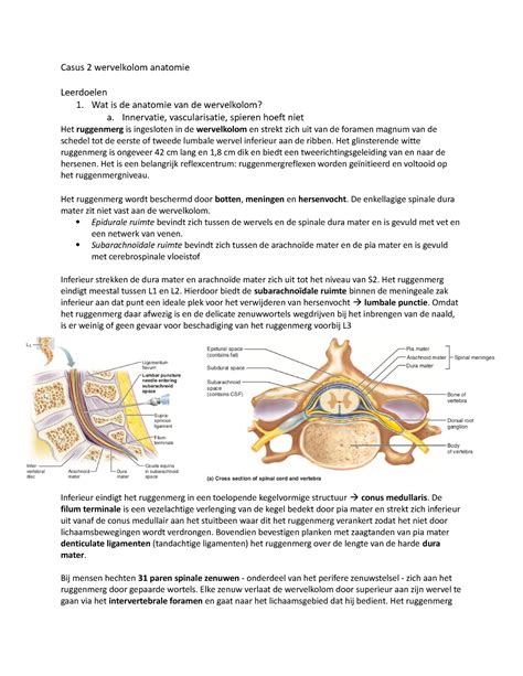 Casus Wervelkolom Anatomie Casus Wervelkolom Anatomie Leerdoelen