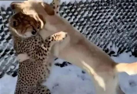 Nervous Cheetah Is Best Friends With Dog Who Helps Her Feel Less