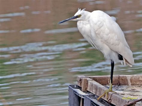 Garceta común Egretta garzetta 1 Garceta común Egrett Flickr