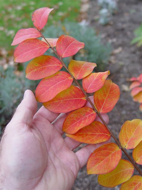 Crape Myrtle ‘tonto Garden Housecalls