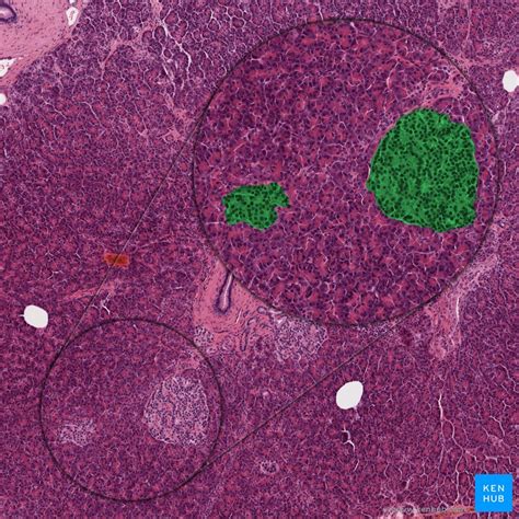 Histología Del Páncreas Partes Exocrinas Y Endocrinas Kenhub