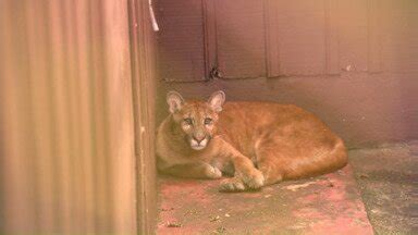 Meio Dia Paraná Maringá Puma aparece em quintal de casa em