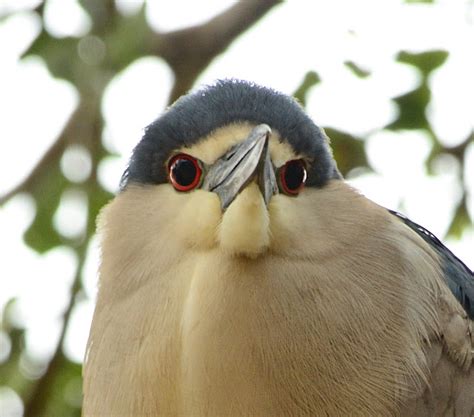 Dina S City Wildlife Adventures Baby Night Herons At Suncoast Seabird