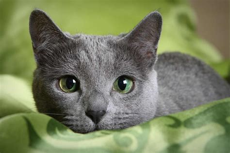 Russian Blue Cat Price Guide - Useful Things You Should Know