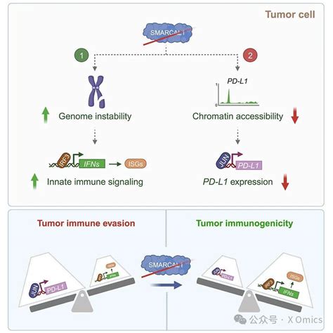 Cell｜smarcal1是先天免疫信号和pd L1表达的双重调节因子，促进肿瘤免疫逃避 知乎