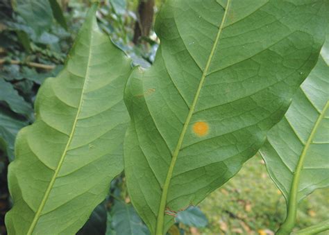 Coffee Leaf Rust North Central Integrated Pest Management Center