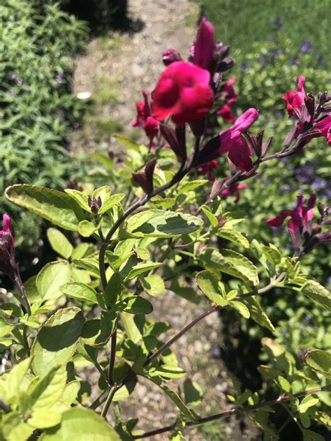 Live Plant Red Salvia Greggii Radio Red Meadow Sage 1g Pot Hummingbird