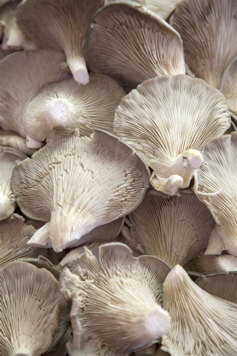 Mushrooms On Sale Stock Photo Image Of Stall Mushroom 87552356
