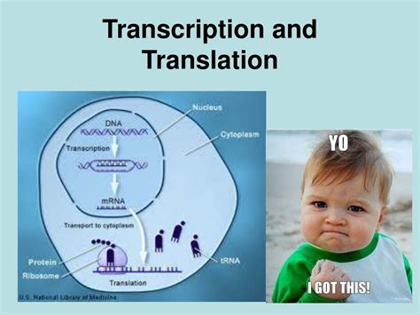 Ppt Transcription And Translation Powerpoint Presentation Free