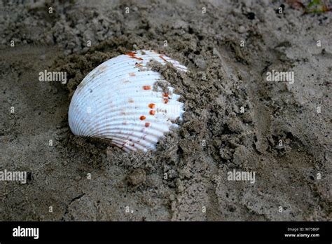 White Seashell Hi Res Stock Photography And Images Alamy