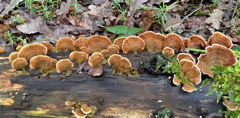 Solve Series Fungus Stereum Ostrea False Turkey Tail Fungus The