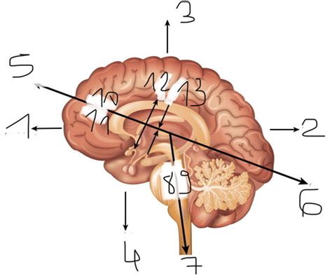 Neurosciences Cartes Quizlet