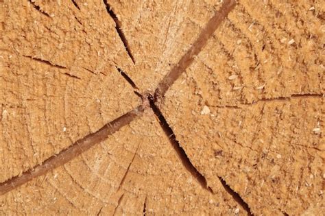 Premium Photo View Of A Cut Tree Trunk Wood Texture