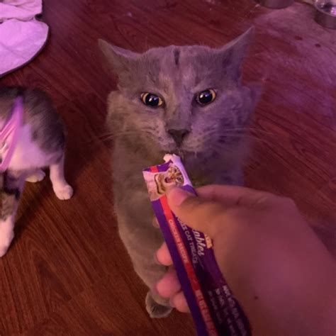 Nebelung Mix Cat Breed The Cutest Nebelung Mix Photos
