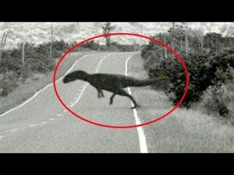 Top 5 real Dinosaurs Caught on Camera 5 डयनसर ज कमर म कद हए