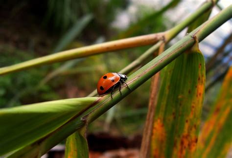 Free Images Nature Grass Branch Leaf Flower Wildlife Green Jungle Insect Ladybug Bug