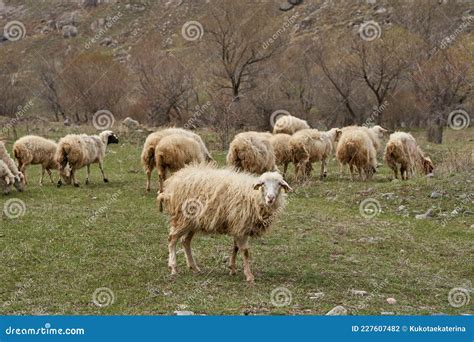 Um Bando De Ovelhas Esfolam Num Prado Nas Montanhas Foto De Stock