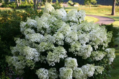 Bobo® Panicle Hydrangea Hydrangea Paniculata Proven Winners