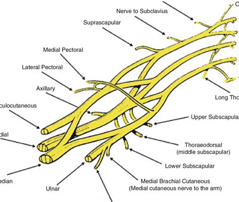 Cervical Nerve Root Anatomy