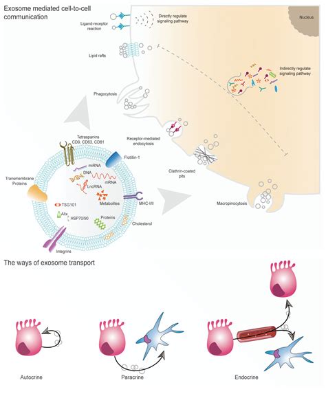 Frontiers The Role Of Exosomes In Pancreatic Cancer From Bench To