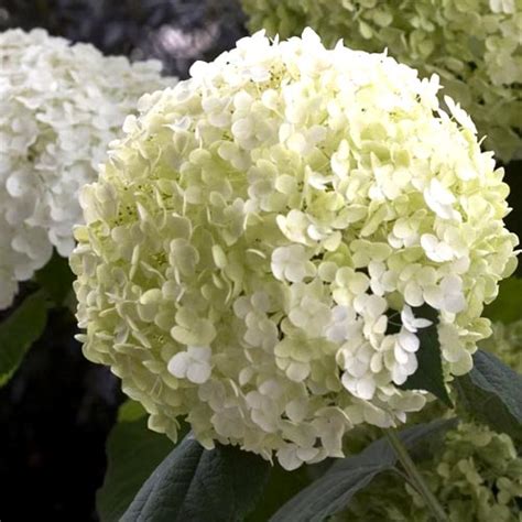 Hydrangea Arborescens Incrediball Clarenbridge Garden Centre