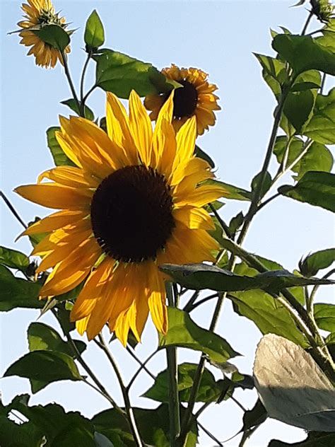 Sunflower Mixed Bulk Seeds – Gran's Garden Seeds