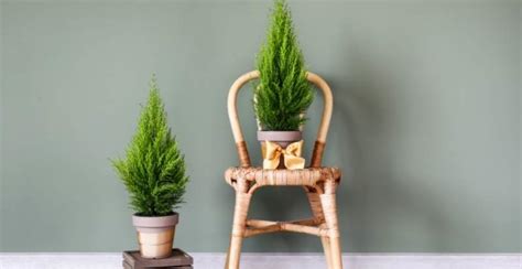 Lemon Cypress Trees Grow And Care Guide Gardeners Magazine