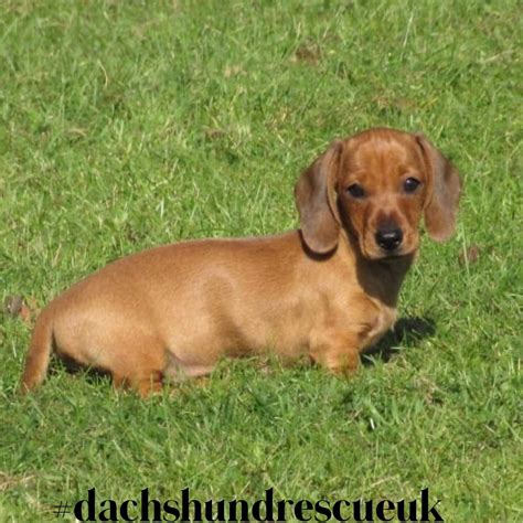 Dachshund Rescue - Rehoming | Adoption | Emergency Fostering