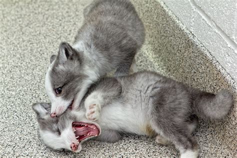 Cute Arctic fox babies | Amazing Creatures