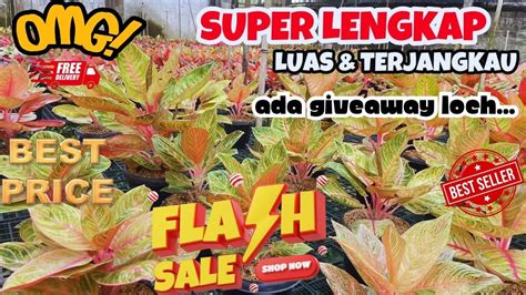 ADA GIVEAWAY Disini Tempat Aglaonema Yang Sangat Luas Varian Lengkap