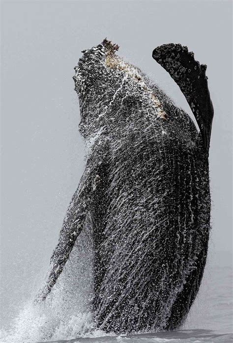 Humpback Whale Jumps Up Near Tour Boat In California Photos