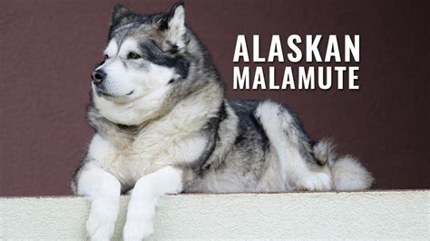 Alaskan Malamute 10 Must Know Dog Breed Information Petmoo