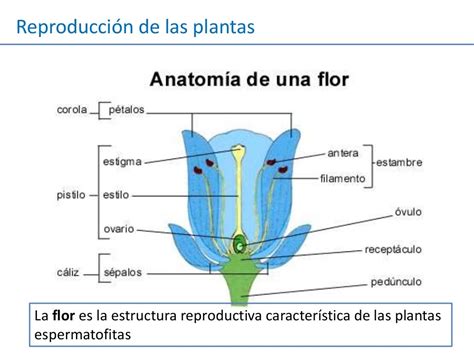 Reproducción plantas angiospermas