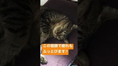 【猫かわいい】保護猫であなたが癒されたらうれしいです♪12 動物（犬・猫 他色々）【まとめ動画】