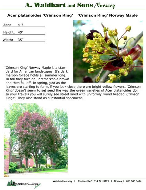 PDF Acer Ginnala Flame Waldbart And Sons Nursery Waldbart And