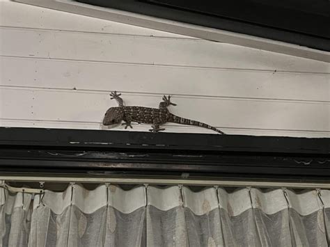 Who Is This Guy Seen In Southern Cambodia Rlizards