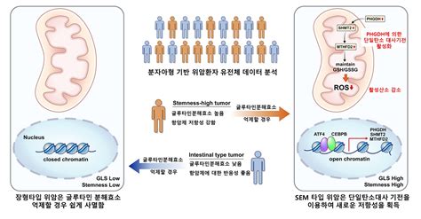 세브란스병원 ‘난치성 위암’의 숨겨진 항암제 저항 메커니즘 규명 헬스위크