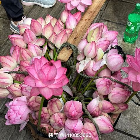 Ghim của Kati trên Flowers trong 2024 Thiên nhiên Hoa sen Hoa